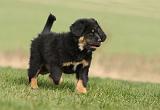 DOGUE DU TIBET 380